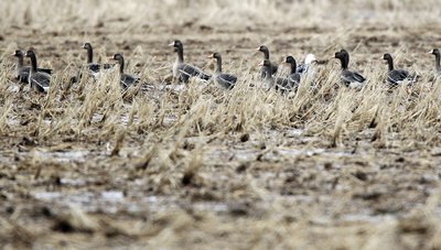 Flooded rice field with specklebelly geese.