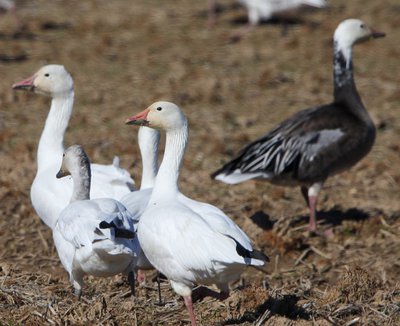 Snow geese come in white and blue phases.