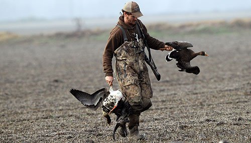 Specklebelly Goose Hunt