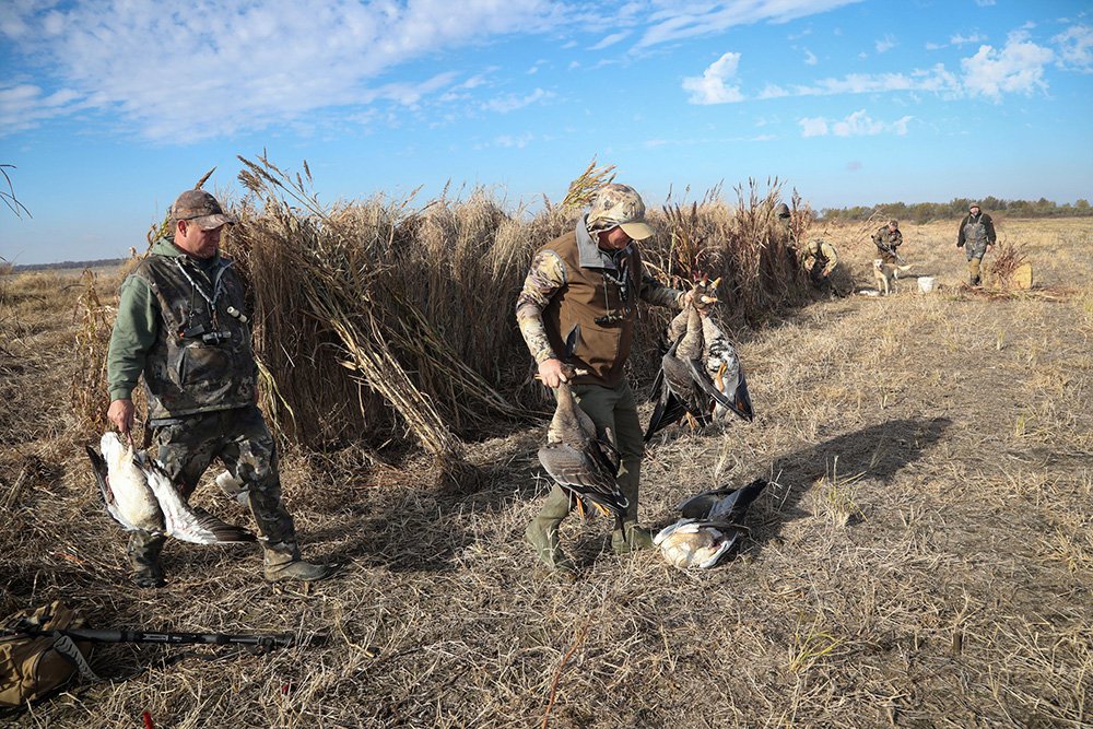 Specklebelly goose hunt