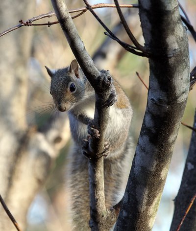 Gray squirrels (AKA cat squirrels) are known to scold predators from the safety of the treetops.