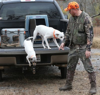 Two squirrel dogs jumping off the back of a truck ready to find squirrels