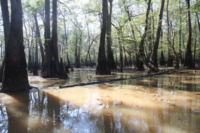 dying trees at Henry Gray Hurricane Lake WMA