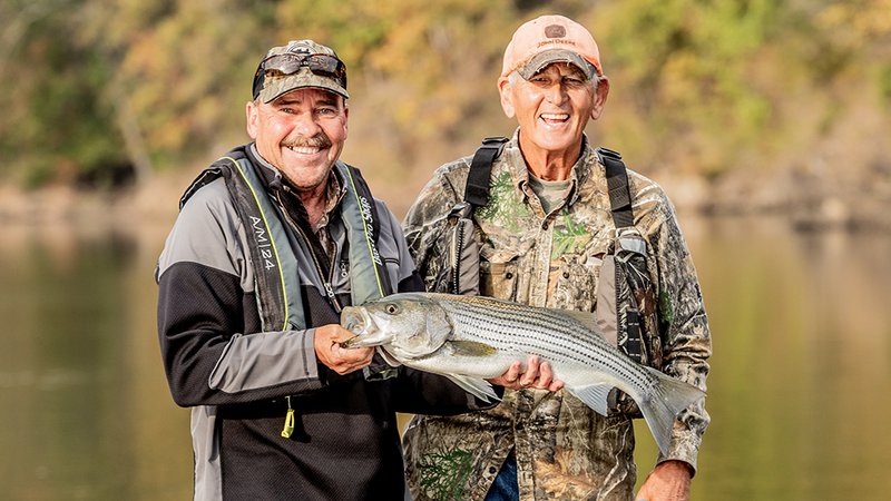 Keep some striped bass for conservation • Arkansas Game & Fish Commission