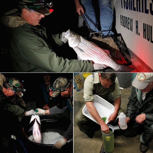 Netting and milking harvested Hybrid Stripers