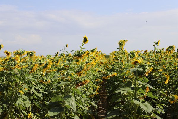 Sunflower Fields