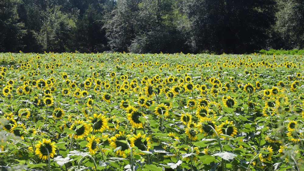 All private fields leased by the AGFC this year are growing nice crops of sunflowers. Photo by Mike Wintroath.
