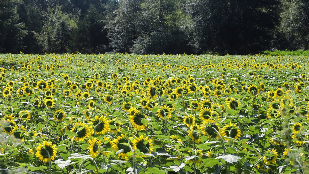 All private fields leased by the AGFC this year are growing nice crops of sunflowers. Photo by Mike Wintroath.