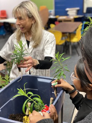 Jones helps students transplant milkweed grown in the classroom into cups to take home and increase habitat throughout Springdale. AGFC image.