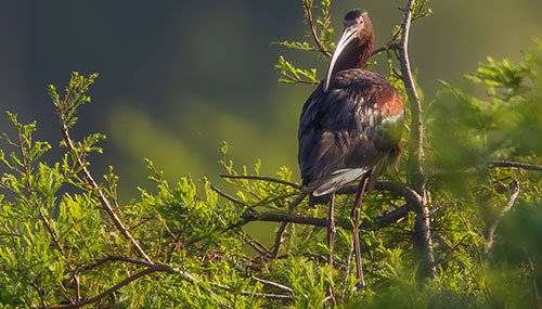 White-faced Ibis