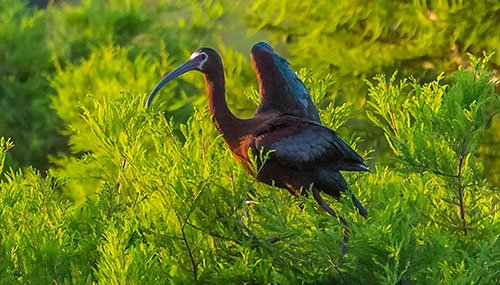 White-faced Ibis