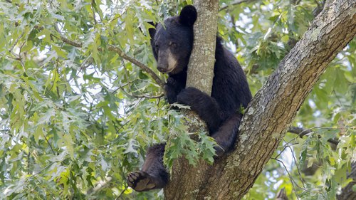 Young black bear in a tree