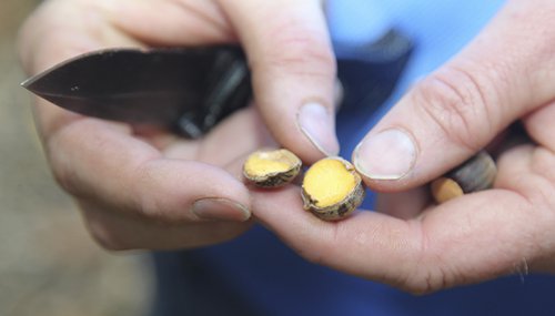 Tannins in red oaks such as willow oaks make them less desirable for deer at first, but preserve the acorn to be available when white oaks are scarce.