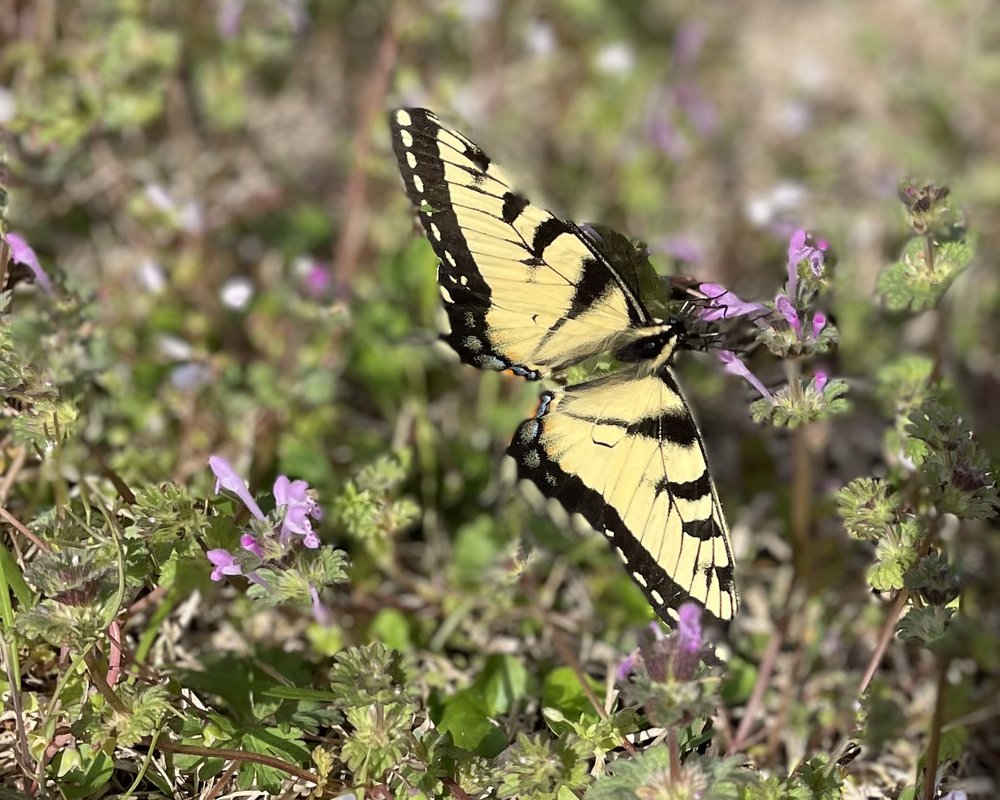 Weeds like henbit may seem a nuisance, but their flowers provide valuable nectar for pollinators like tiger swallowtail butterflies.