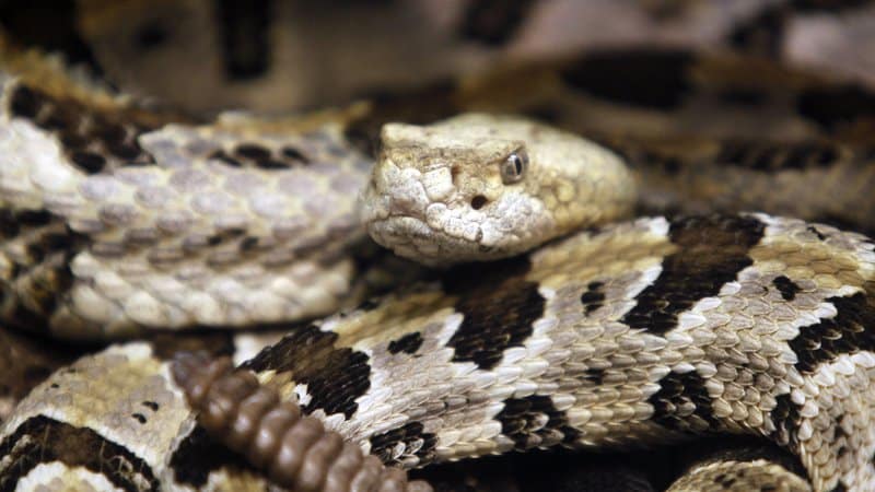 The Snake game. The playing field is colored black and bordered with