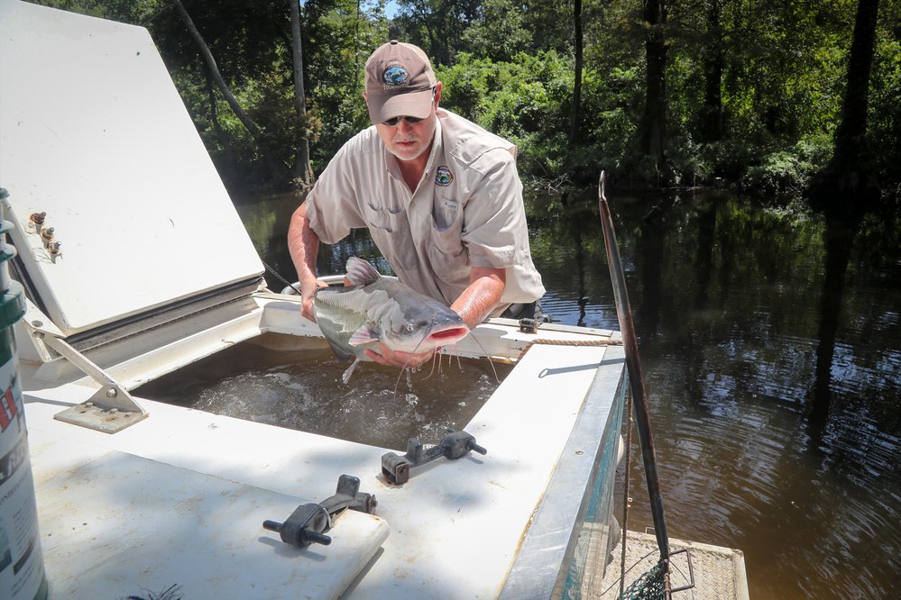 Even during his time as an assistant chief, Laird has never been afraid to roll up his sleeves and work with hatcheries to deliver fish and fishing opportunities to Arkansans.