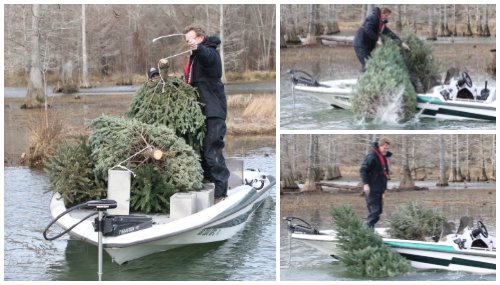 Christmas-Trees-Sinking