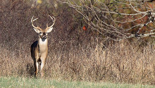 Buck deer standing still