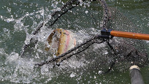 Trout in net