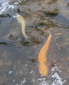 Golden rainbow trout stocking
