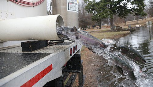 Trout stocking