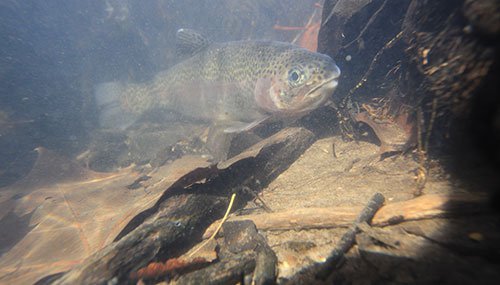 Trout swimming