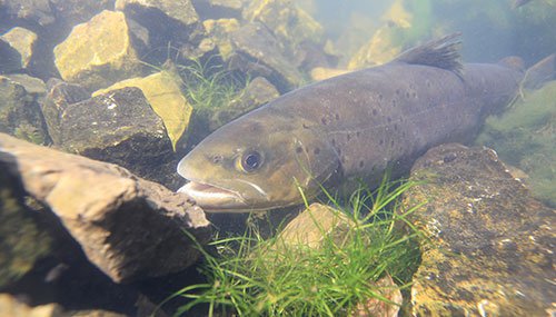 Trout underwater