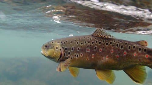 Brown trout underwater