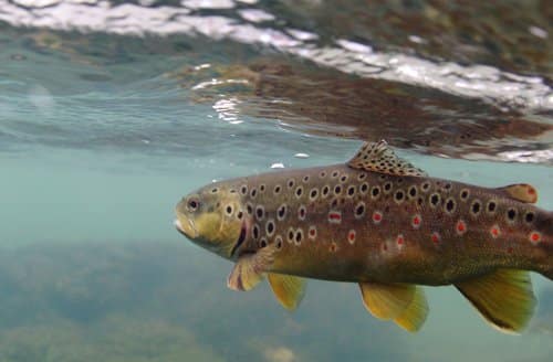 Arkansas trout streams are popular during summer months