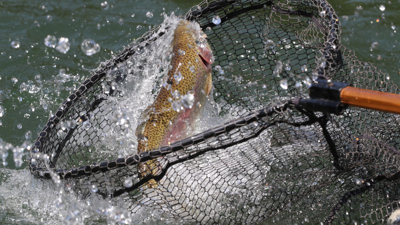 Help trout keep their cool this summer • Arkansas Game & Fish