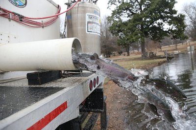 Rainbow trout stocked from the Jim Hinkle State Fish Hatchery