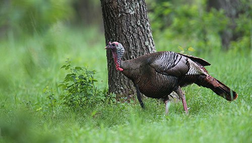 Turkey in the woods