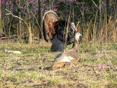 New permit hunts will allow for better hunting experiences while letting turkeys carry on breeding routines to produce future birds.