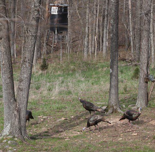 Baiting, while legal for deer on private land during fall, is not allowed anywhere during turkey season. AGFC photo.
