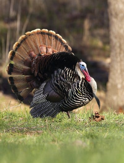 strutting gobbler