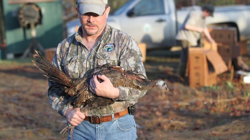 turkey_trapping21026__800x450_q85_crop_subsampling-2
