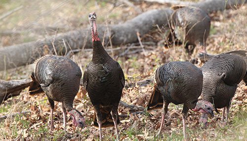 Flock of turkeys in the wild