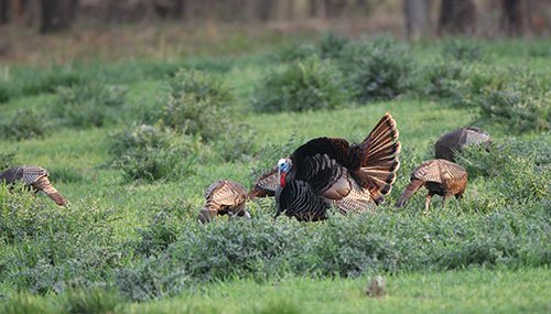 Turkeys in the grass