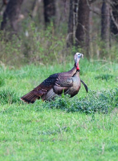 eastern wild turkey