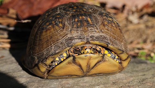 Box turtle with shell almost closed