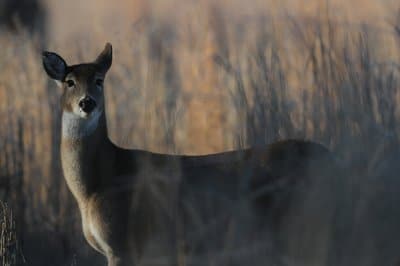 white-tailed deer