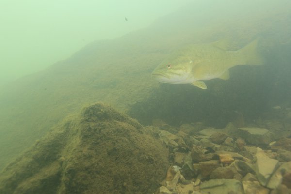 Smallmouth are common in the Ouachita River upstream from Lake Ouachita