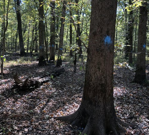 Hunters may see areas were blue paint marks an upcoming cut to open the forest canopy and allow sunlight on the forest floor.