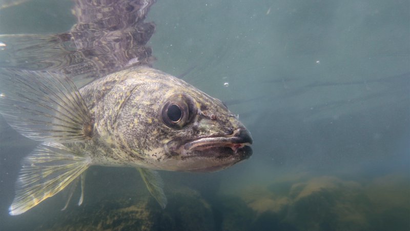 Winter walk-in walleye options for Arkansas anglers • Arkansas