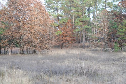 Warren Prairie Natural Area