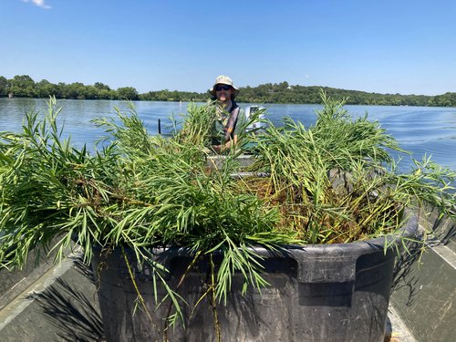 Water willow on Lake Dardanelle