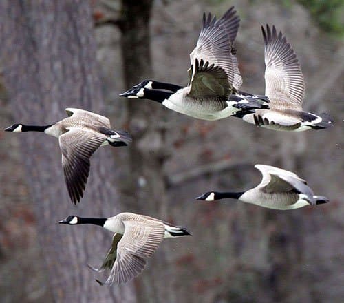 Canada Geese in flight