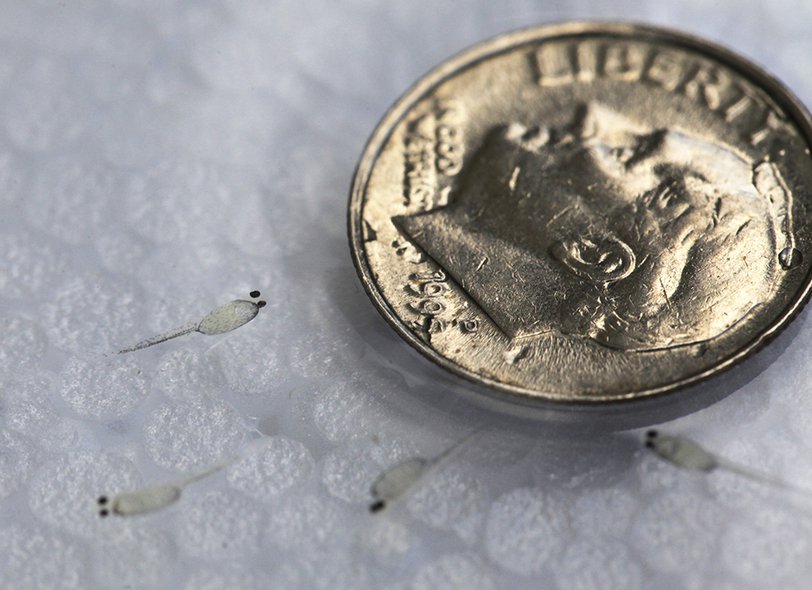 Dozens of newly hatched walleye could fit on a single dime.