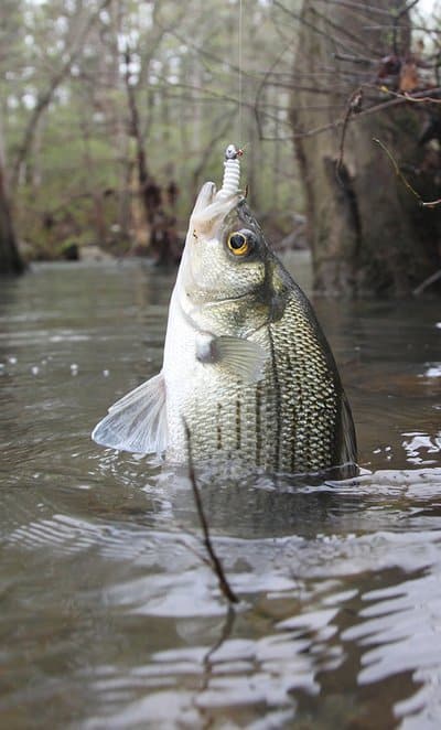 White bass are particularly fond of twister tail grubs