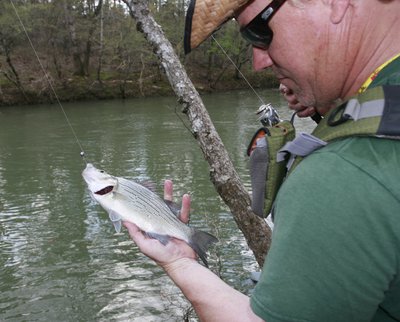 All sorts of fish fall for a simple white grub.